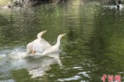 卜卦问事吉林：罕见白鸬鹚连续两年“故地重游”