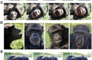 卜卦问事国际最新研究：机器人“打哈欠” 黑猩猩被传染