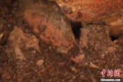 卜卦问事江西发现蜘蛛新物种 为研究呵叻蛛属适应区域提供依据