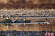 卜卦问事歙县完成安徽首个县域生物多样性调查 共记录物种近4千种